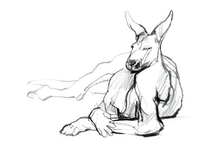 Hvilende idrettsutøver (Red Kangaroo), 2012, (grafitt på papir) av Mark Adlington