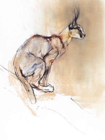 Sittende Caracal, 2009 (conte und charcoal på papir) av Mark Adlington
