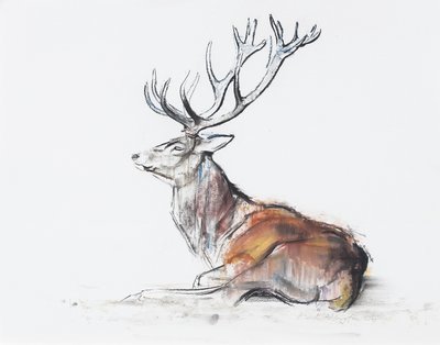 Sittende Stag, 2006 (kull und conte på papir) av Mark Adlington