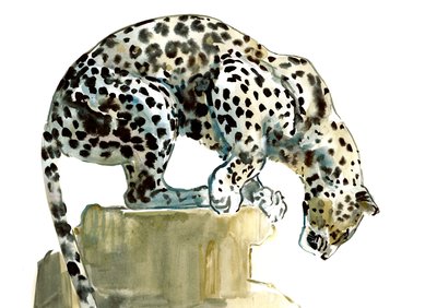 Spine (Arabian Leopard), 2015, (akvarell og gouache på papir) av Mark Adlington