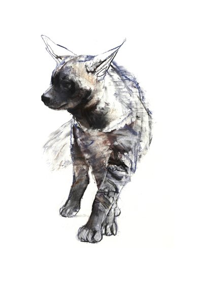 Striped Hyena Pup, 2010, (conté og pastell på papir) av Mark Adlington