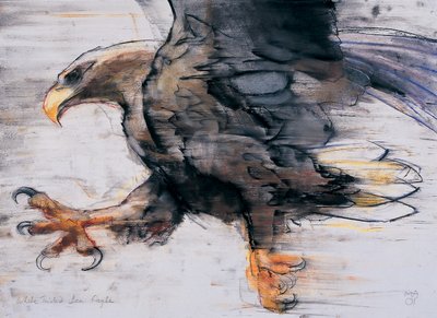 Talons - White tailed Sea Eagle, 2001 (charcoal und conte på papir) av Mark Adlington