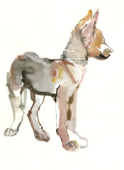 Waggle (Arabian Wolf Pup), 2011, (akvarell og gouache på papir) av Mark Adlington