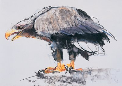 Hvithaleørn, 2001 (kull und conte på papir) av Mark Adlington