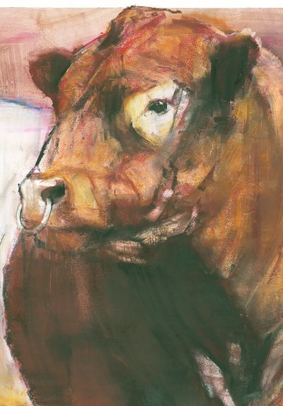 Zeus, Red Belted Galloway Bull, 2006 blandede medier på papirdetalj av 275255 av Mark Adlington