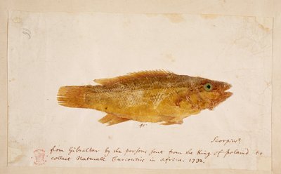 En fisk. av Mark Catesby