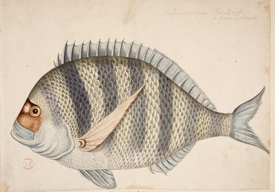 En fisk. av Mark Catesby