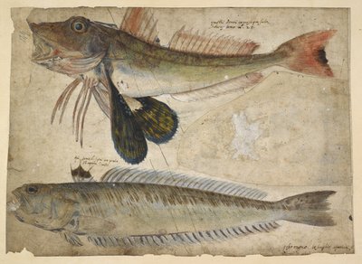 Legge til. 5267, f.144 Tegninger av to fisker, fra et 