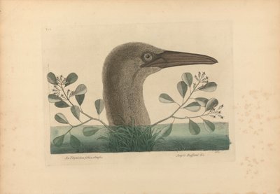 En Thymelaea foliis obtusis; Anseri Bassano &c: The Great Booby, Plate 86 fra 'Natural History of Carolina, Florida og Bahama Islands', bind I, 2. utgave, London 1754 av Mark Catesby