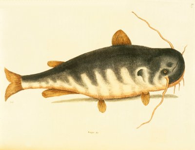 Steinbit, tallerken 23, vol. 1 fra "Natural History of Carolina, Florida og Bahamas" av Mark Catesby