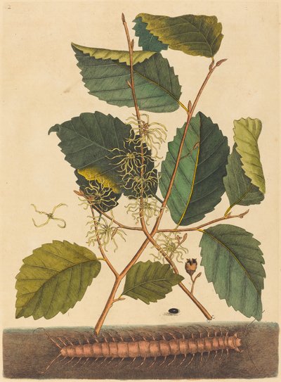 Tusenbein (Scolopendra morsitans) av Mark Catesby
