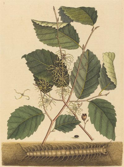 Centipede Scolopendra morsitans, utgitt 1731-1743. av Mark Catesby