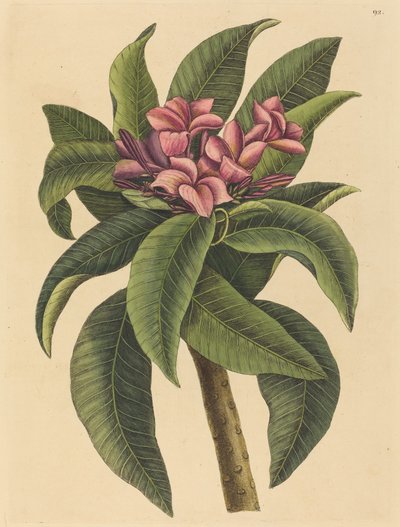 Rød Frangipani (Plumeria rubra) av Mark Catesby