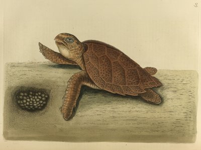 Testudo caretta. Hawks-bill skilpadden av Mark Catesby