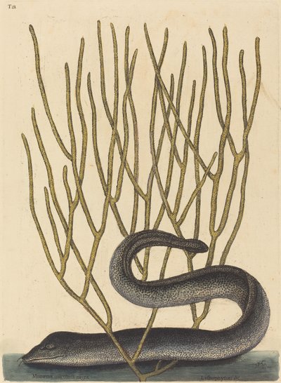 The Black Muray av Mark Catesby
