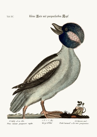 Buffelens hodeand, 1749-73 av Mark Catesby