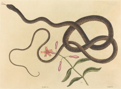 Coach-pisk Snake Coluber flagellum, utgitt 1731-1743. av Mark Catesby