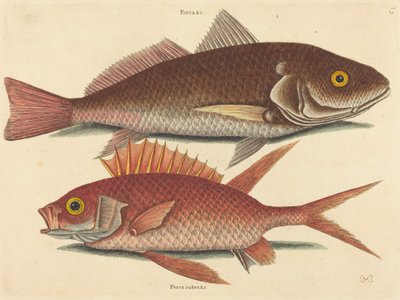 Krokeren Perca undulata, utgitt 1731-1743. av Mark Catesby
