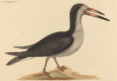 The Cutwater Rhynchops nigra, utgitt 1731-1743. av Mark Catesby