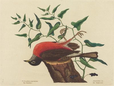 The Fieldfare of Carolina Turdus migratorius, publisert 1731-1743. av Mark Catesby