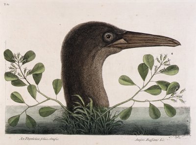  av Mark Catesby