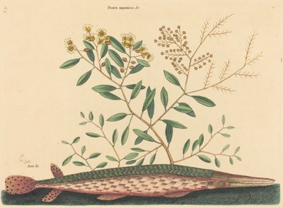 The Green Gar Fish (Esox osseus) av Mark Catesby