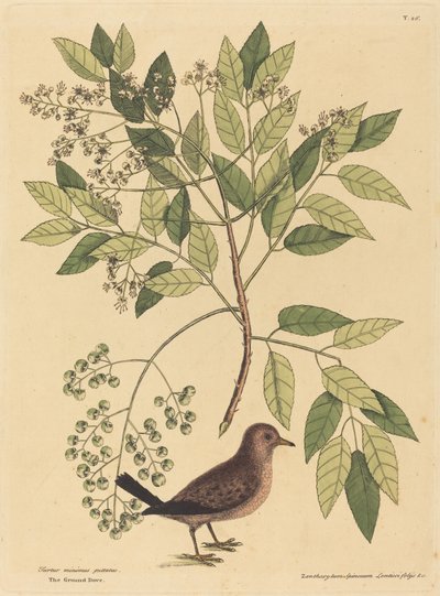 The Ground Dove Columba passerina, utgitt 1731-1743. av Mark Catesby