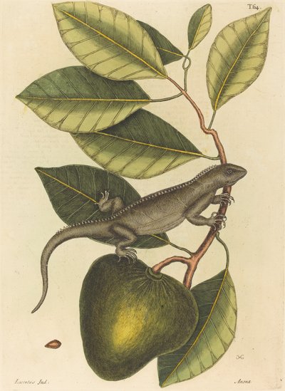 Guana Lacerta Iguana, utgitt 1731-1 av Mark Catesby