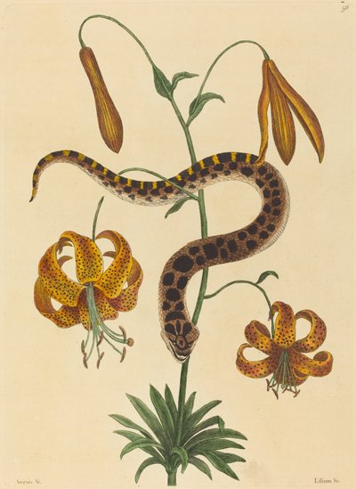 Hog-nese Snake (Boa contortrix) av Mark Catesby