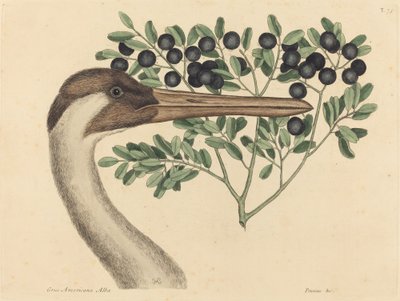 Hooping Crane Ardea Americana, utgitt 1731-1743. av Mark Catesby