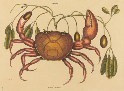 Landkrabben Cancer ruricola, utgitt 1731-1743. av Mark Catesby
