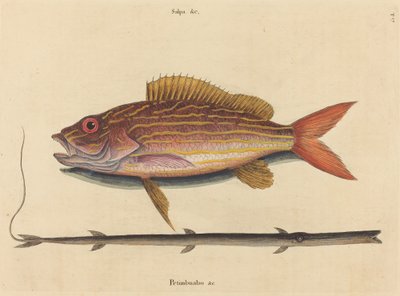 Lane-snapperen (Sparus synagris) av Mark Catesby