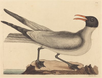 Lattermåken Larus articilla, utgitt 1731-1743. av Mark Catesby