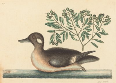 The Little Brown Duck Anas rustica, utgitt 1754. av Mark Catesby