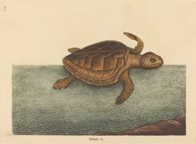 The Logger-head Turtle (Testudo Cavanna) av Mark Catesby