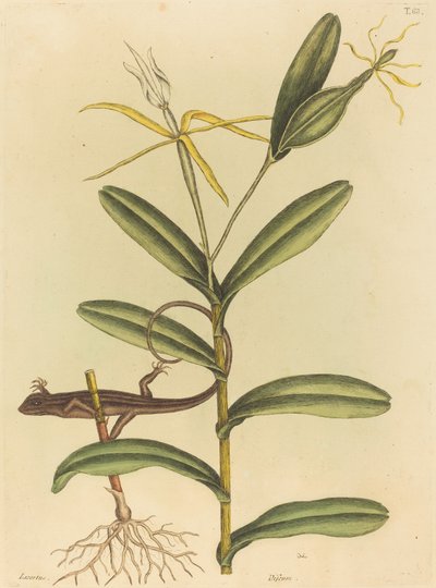 Lyon-øglen (Lacerta 6-lineata) av Mark Catesby