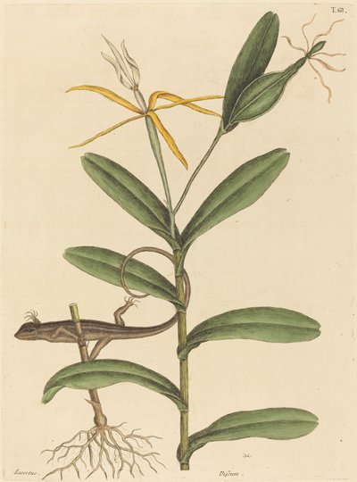 Lyon Lizard Lacerta 6-lineata, utgitt 1731-1743. av Mark Catesby