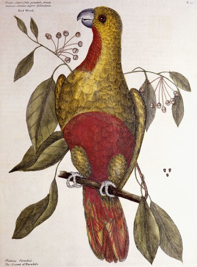 Paradisets papegøye, 1771 av Mark Catesby