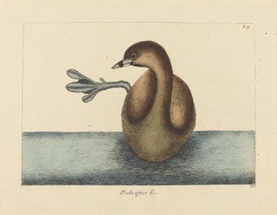 The Pied-billed Dobchick (Colymbus podiceps) av Mark Catesby
