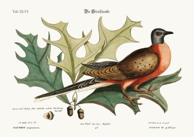 The Pigeon of Passage, 1749-73 av Mark Catesby