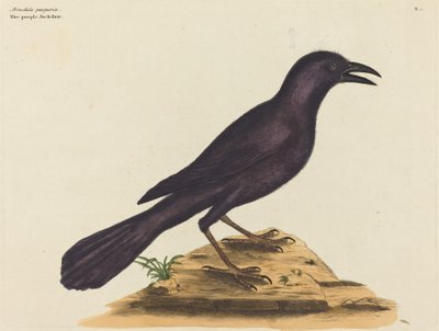 The Purple Jack Daw (Gracula Quiscula) av Mark Catesby