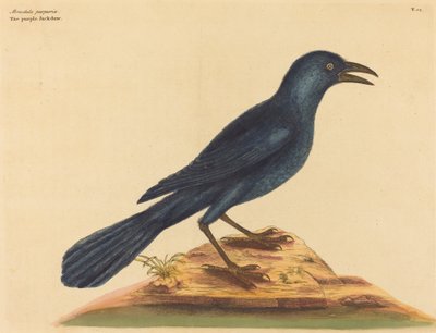 The Purple Jack Daw Gracula Quiscula, utgitt 1731-1 av Mark Catesby