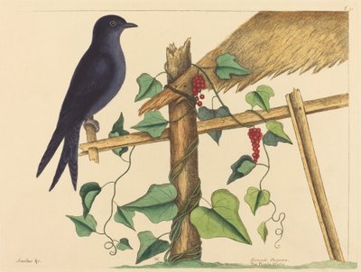 The Purple Martin (Purple Martin) av Mark Catesby