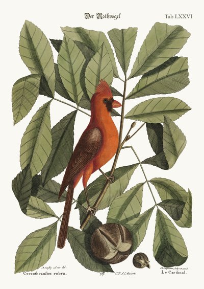 Den røde fugl, 1749-73 av Mark Catesby