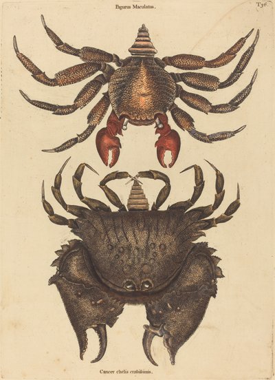 Den rødflekkede steinkrabbe (Cancer grapsus) av Mark Catesby