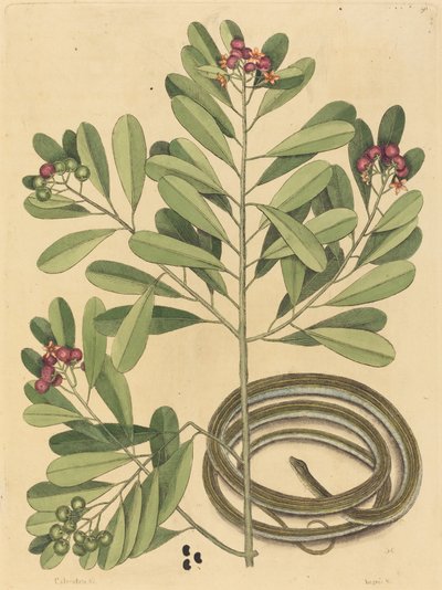 The Ribbon Snake Coluber saurita, utgitt 1731-1743. av Mark Catesby