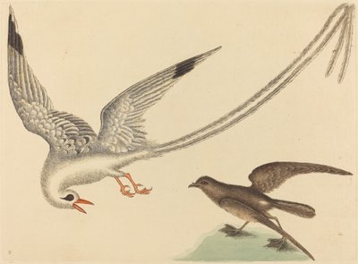 Risfuglen Emberiza oryzivora, utgitt 1731-1743. av Mark Catesby