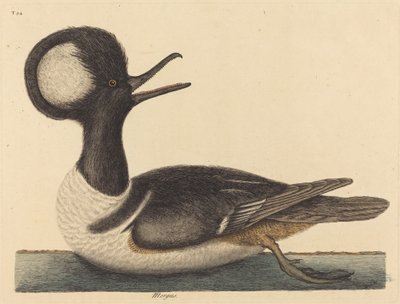 The Round Crested Duck Mergus cucullatus, utgitt 1731-1743. av Mark Catesby