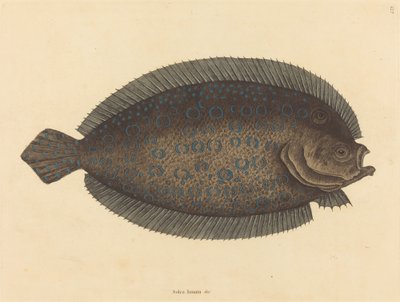 The Sole Pleuronectes lunatus, utgitt 1731-1743. av Mark Catesby
