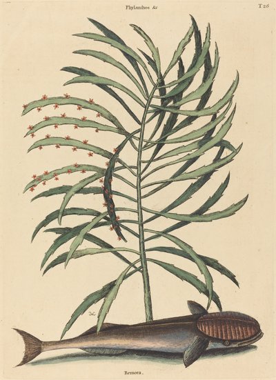 Den sugende fisken (Echeneis Naucratis) av Mark Catesby